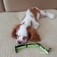 Cavalier King Charles Spaniel - Bitches