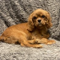 Cavalier King Charles Spaniel - Dogs