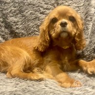 Cavalier King Charles Spaniel - Dogs