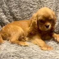 Cavalier King Charles Spaniel - Dogs