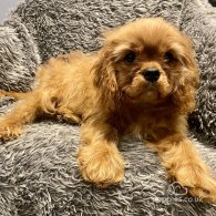 Cavalier King Charles Spaniel - Dogs