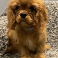 Cavalier King Charles Spaniel - Dogs