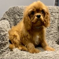 Cavalier King Charles Spaniel - Dogs