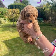 Cavapoo - Both