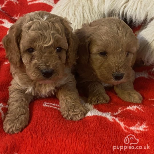 Cavapoo - Both