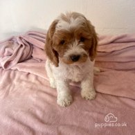 Cavapoo - Both