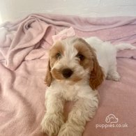 Cavapoo - Both