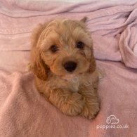 Cavapoo - Both