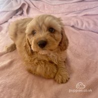 Cavapoo - Both