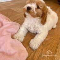 Cavapoo - Both