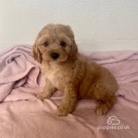 Cavapoo - Both