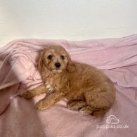 Cavapoo - Both