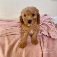 Cavapoo - Both