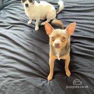 Chihuahua - Dogs