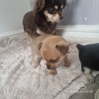 Chihuahua - Dogs