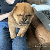 Chow Chow - Both