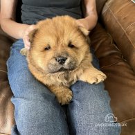 Chow Chow - Both