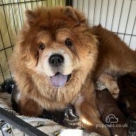 Chow Chow - Both