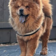 Chow Chow - Both