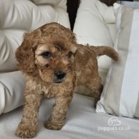 Cockapoo - Both