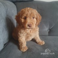 Cockapoo - Both