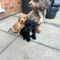 Cockapoo - Both