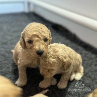 Cockapoo - Both