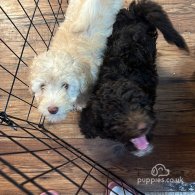 Cockapoo - Both