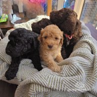 Cockapoo - Both