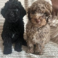 Cockapoo - Both