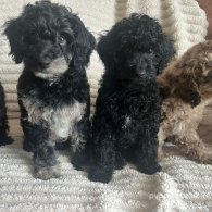 Cockapoo - Both