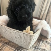 Cockapoo - Both