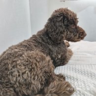 Cockapoo - Both