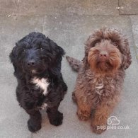 Cockapoo - Both