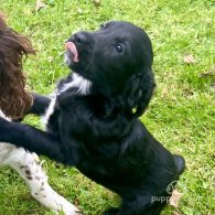 Cockapoo - Both