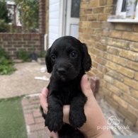 Cocker Spaniel (Working & Show) - Both