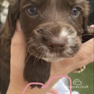 Cocker Spaniel (Working & Show) - Both