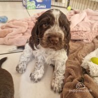 Cocker Spaniel (Working & Show) - Dogs