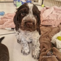 Cocker Spaniel (Working & Show) - Dogs