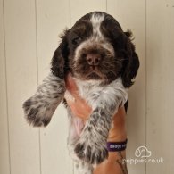 Cocker Spaniel (Working & Show) - Dogs