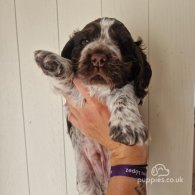 Cocker Spaniel (Working & Show) - Dogs