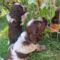 Cocker Spaniel (Working & Show) - Dogs