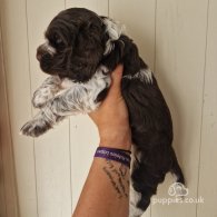 Cocker Spaniel (Working & Show) - Dogs