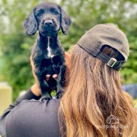 Cocker Spaniel (Working & Show) - Both