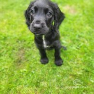 Cocker Spaniel (Working & Show) - Both