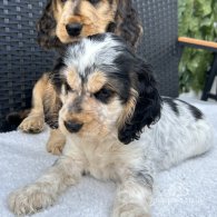 Cocker Spaniel (Working & Show) - Both