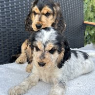 Cocker Spaniel (Working & Show) - Both