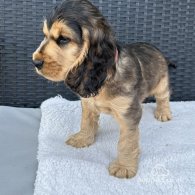 Cocker Spaniel (Working & Show) - Both