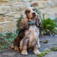 Cocker Spaniel (Working & Show) - Both