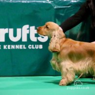 Cocker Spaniel (Working & Show) - Both